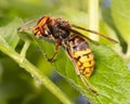 Side view of single european hornet  Vespa crabro  sitting on a green leaf Royalty Free Stock Photo