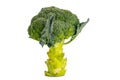 Side view of single fresh broccoli isolated on white background Royalty Free Stock Photo