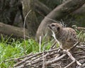 Side view of single meerkat crouched down on a pile of branches Royalty Free Stock Photo