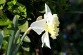 Side view of single Narcissus or Daffodil with blooming white flower with yellow center and elongated leaves in home garden Royalty Free Stock Photo