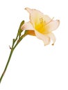 Single pink and yellow flower of a daylily isolated Royalty Free Stock Photo