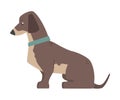 Side View of Sitting Dachshund Dog, Cute Pet Animal with Brown Coat Cartoon Vector Illustration