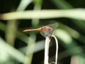 Side view blood-red darter, Sympetrum sanguineum