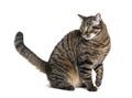 Side view of a Sitting Tabby crossbreed cat looking away, isolated on white