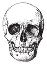 Front view of skull, vintage engraving Royalty Free Stock Photo