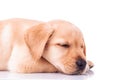 Side view of a sleeping labrador retriever puppy Royalty Free Stock Photo