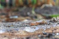 Side view of a slug crawling over ground Royalty Free Stock Photo
