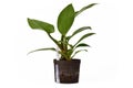 Side view of small tropical `Philodendron Imperial Green` houseplant in hydroponics flower pot on white background