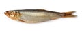 Side view of smoked european sprat Royalty Free Stock Photo