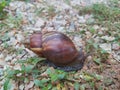 Side view a snell crawling on the field. Royalty Free Stock Photo