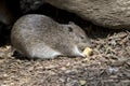 This is a side view of a Southern brown bandicoot