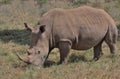 Side-view of southern white rhino feeding on grass in the wild nairobi national park, kenya Royalty Free Stock Photo