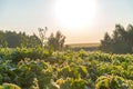 soybean agricultural field Royalty Free Stock Photo