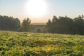 soybean agricultural field Royalty Free Stock Photo