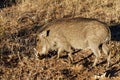 Side view of sparely hairy and white whiskered warthog with white tusks foraging in dry grass at Okonjima Nature Reserve, Namibia