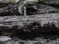 Side of View of Stacked old logs