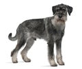 Side view of Standard Schnauzer, standing Royalty Free Stock Photo