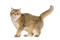 Side view of a standing British shorthair cat, isolated on white Royalty Free Stock Photo