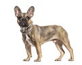 Side view on a standing brown French bulldog