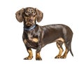 Side view of a standing Dachsund dog, isolated Royalty Free Stock Photo