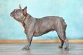 Side view of standing female lilac brindle French Bulldog dog Royalty Free Stock Photo