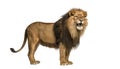 Side view of a standing Lion roaring, Panthera Leo, isolated on white Royalty Free Stock Photo