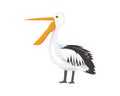 Side View Standing Pelican with Opened Mouth Illustration Royalty Free Stock Photo