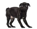 Side view of a standing Pug puppy looking afraid Royalty Free Stock Photo