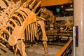 Side view of stegosaurus skeleton
