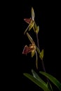 Side view of stem of blooming paphiopedilum rothschildianum