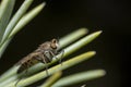 Side view of a Stiletto Thereva fly sitting on a spruce needle. Macro