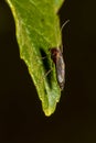 Side view of a stilt legged fly member of Micropezidae Royalty Free Stock Photo