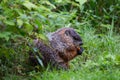 Side view of stout adult groundhog eating a large piece of carrot in park Royalty Free Stock Photo