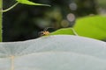 Side view of a Striped lynx spider with raised up legs sits on the surface of a leaf Royalty Free Stock Photo