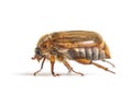 Side view of a Summer chafer or European june beetle, Amphimallo Royalty Free Stock Photo