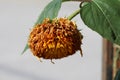 Side view of Sunflower Teddy bear or Helianthus annuus Teddy bear plant with large open and shriveled dense fluffy yellow flower Royalty Free Stock Photo