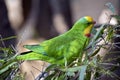 A superb parrot Royalty Free Stock Photo