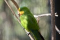 A superb parrot Royalty Free Stock Photo