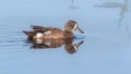 Swimming male Blue-winged Teal duck with its reflection in blue water Royalty Free Stock Photo