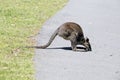 This is a side view of a swamp wallaby eating Royalty Free Stock Photo