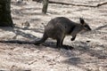 This is a side view of a swamp wallaby Royalty Free Stock Photo