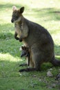 the swamp wallaby has a joey in her pouch Royalty Free Stock Photo