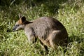 A swamp wallaby Royalty Free Stock Photo