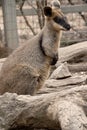 this is a side view of a swamp wallaby Royalty Free Stock Photo