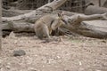 this is a side view of a swamp wallaby Royalty Free Stock Photo