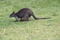Swamp wallaby with joey Royalty Free Stock Photo