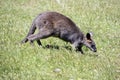 This is a side view of a swamp wallaby walking Royalty Free Stock Photo