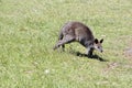 This is a side view of a swamp wallaby walking Royalty Free Stock Photo