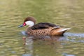 Side view swimming bahama pintail anas bahamensis in green water