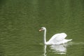 Side view of swimming elegant white swan Royalty Free Stock Photo